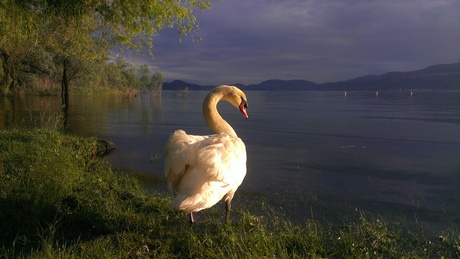 Zwaan bij het Lago Maggiore
