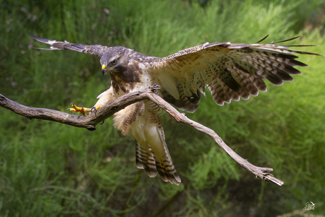 Buizerd op tak