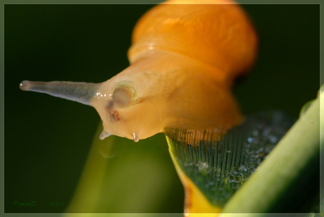 Slak op riet