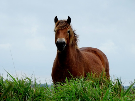 wild paard