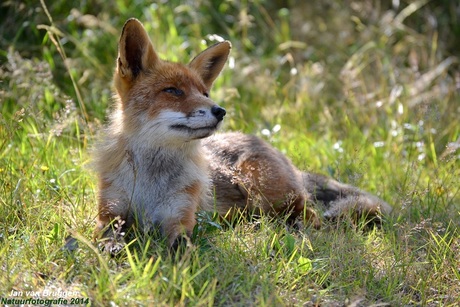 Fox Enjoys The Warm Sun...