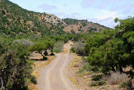 Typisch Afrikaans landschap