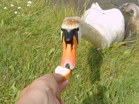 Eten uit mijn hand