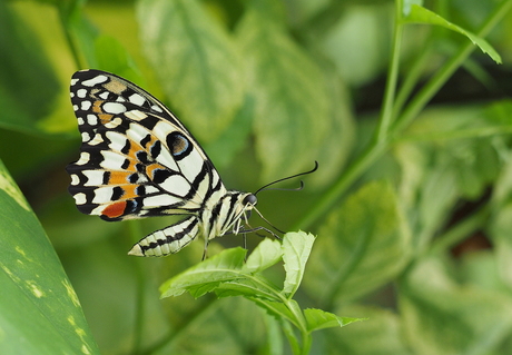 Papilio Demadocus