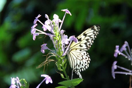 Spring Butterfly