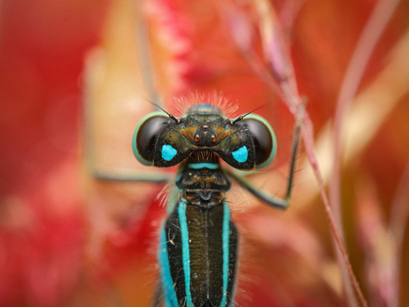 Trapped Damselfly