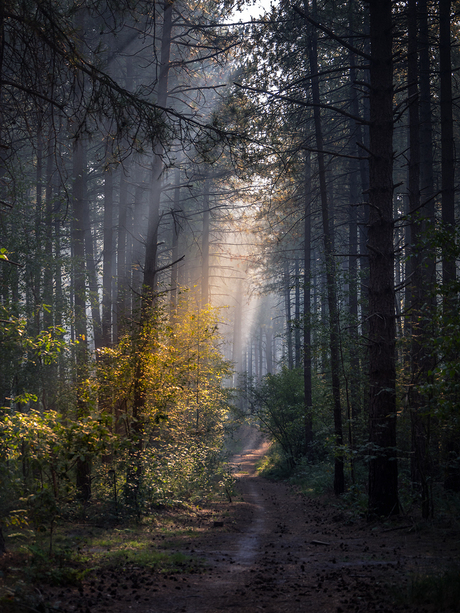 Forest walk