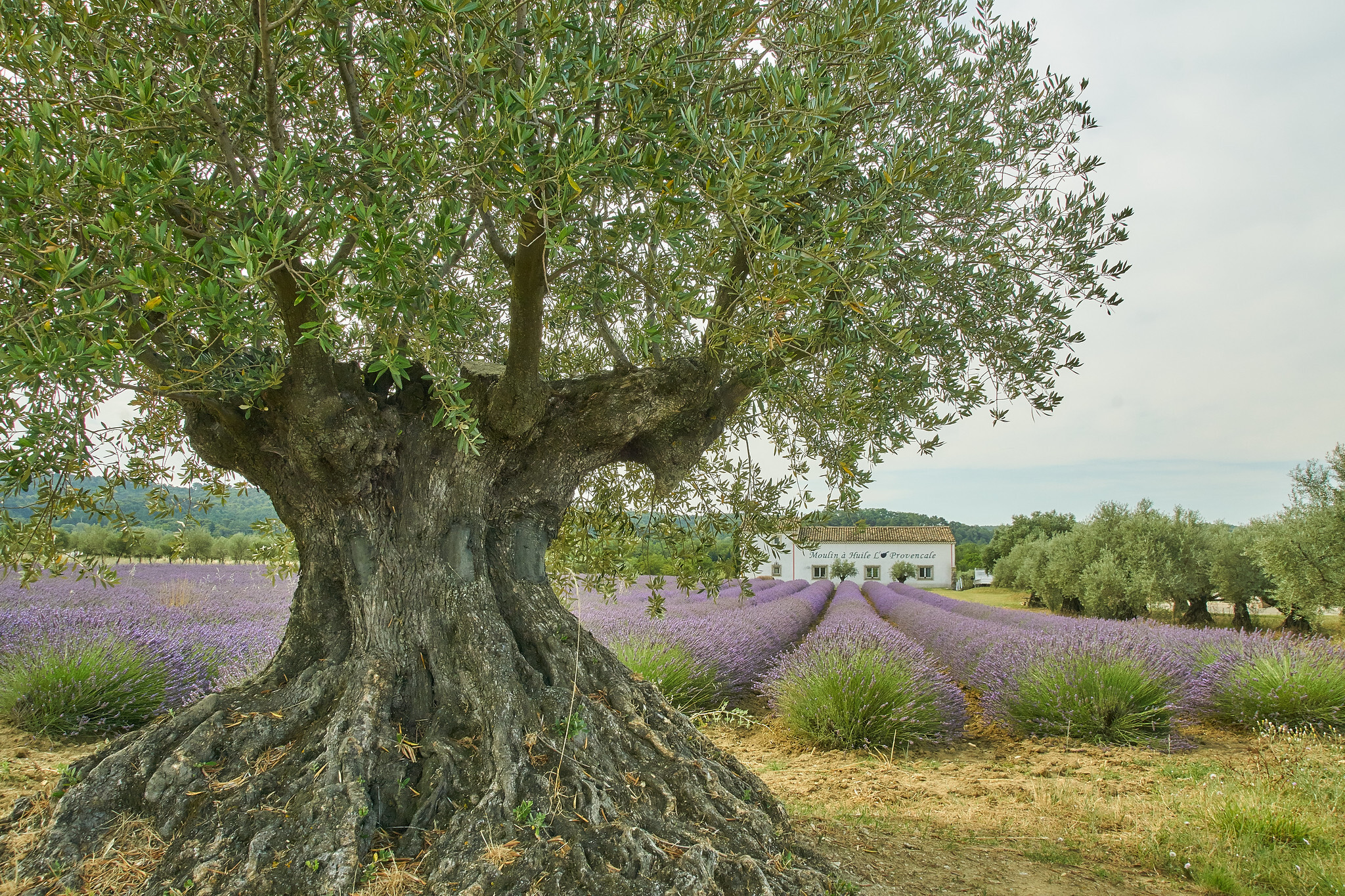 Eeuwen oude olijfboom - Een eeuwen oude olijfboom voor een lavendel veld en een voorziening waar olijfolie gemaakt wordt. Één en ander in de Franse Drôme. - foto door adjekel op 01-07-2022 - locatie: 26110 Nyons, Frankrijk - deze foto bevat: olijfboom, lavendel, drôme, frankrijk, olijfolie, eeuwen oud, frankrijk, nyons, plant, lucht, boom, natuurlijk landschap, tak, vegetatie, kofferbak, hout, gras, houtachtige plant