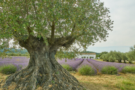 Eeuwen oude olijfboom - Een eeuwen oude olijfboom voor een lavendel veld en een voorziening waar olijfolie gemaakt wordt. Één en ander in de Franse Drôme. - foto door adjekel op 01-07-2022 - locatie: 26110 Nyons, Frankrijk - deze foto bevat: olijfboom, lavendel, drôme, frankrijk, olijfolie, eeuwen oud, frankrijk, nyons, plant, lucht, boom, natuurlijk landschap, tak, vegetatie, kofferbak, hout, gras, houtachtige plant