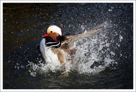 Spetterende actie!