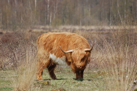 Schotse Hooglander