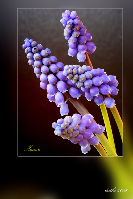 Muscari (blauwe druifjes) 2