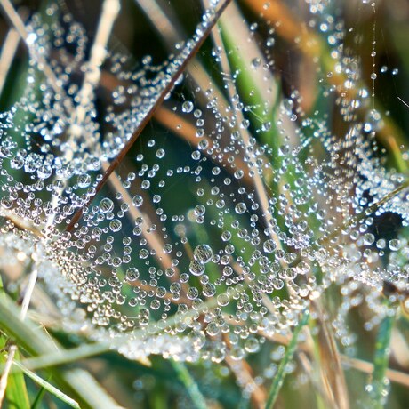 Spinnenweb met dauwdruppels