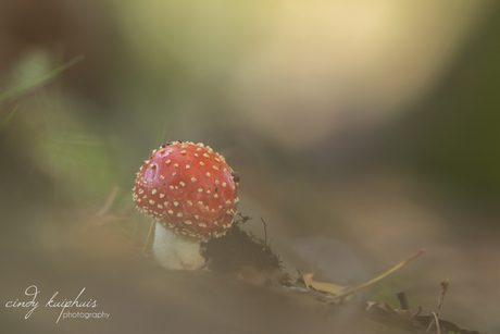 rood met witte stippen