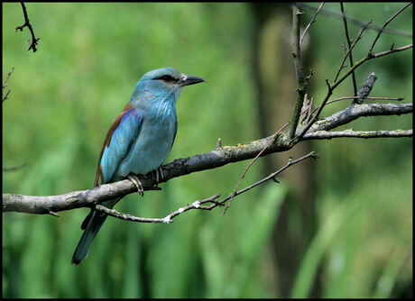 Blauwe Scharrelaar