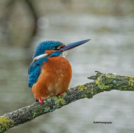 De IJsvogel.