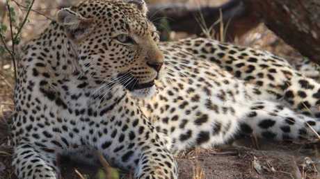 Luipaard, Timbavati Game Reserve