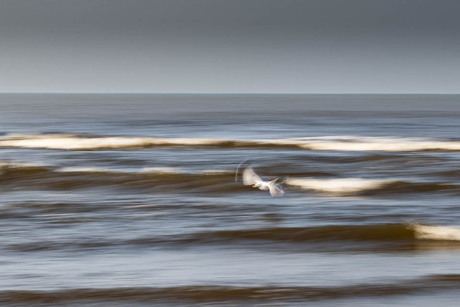 Een wappervogel tussen de golven