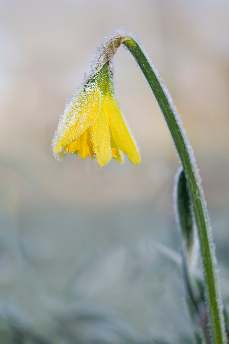 Narcis bij min 5 graden vorst