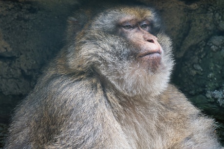 Macaques De baas aap die in de rots het overzicht houd.