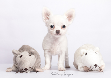 Gigi - Chihuahua pupje 10 weken