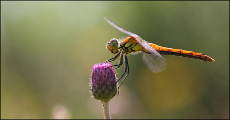 Heidelibel