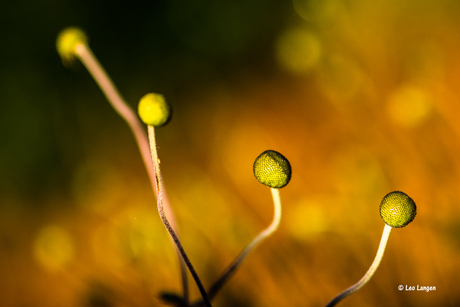 Herfstcreatie van de natuur. (uitgebloeide anemoon)