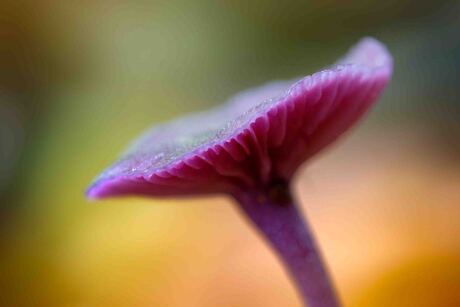 Amethistzwam - Rodekoolzwam