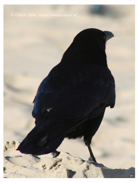 Vogel op Zandvoort