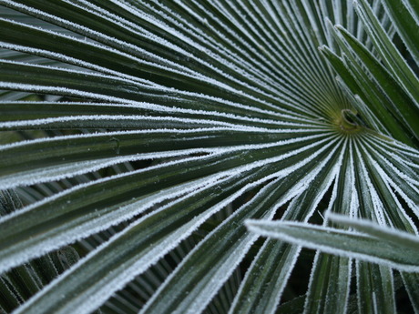 Palm in de winter