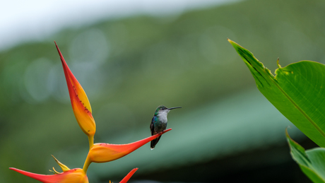 humming bird 