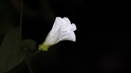 Lichtpunt in de duisternis