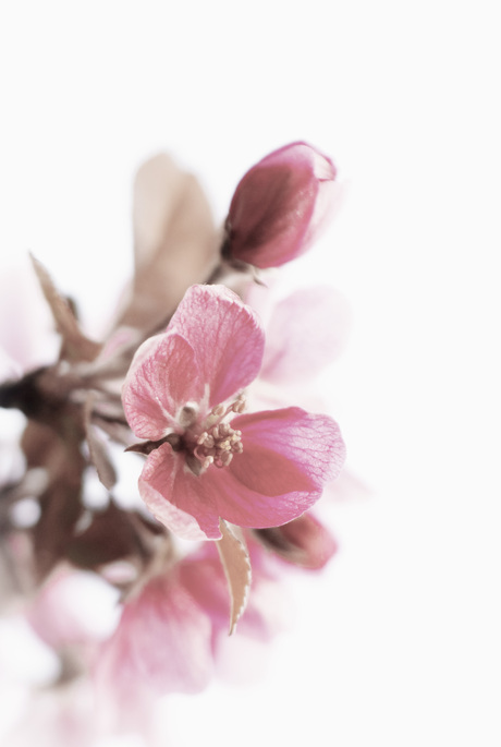 Voorjaar Wiel van Bassa