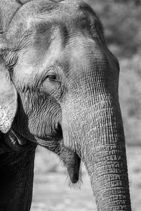 Wilde olifant in Sri Lanka