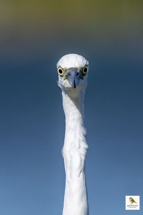 kleine zilverreiger 2025-08-30