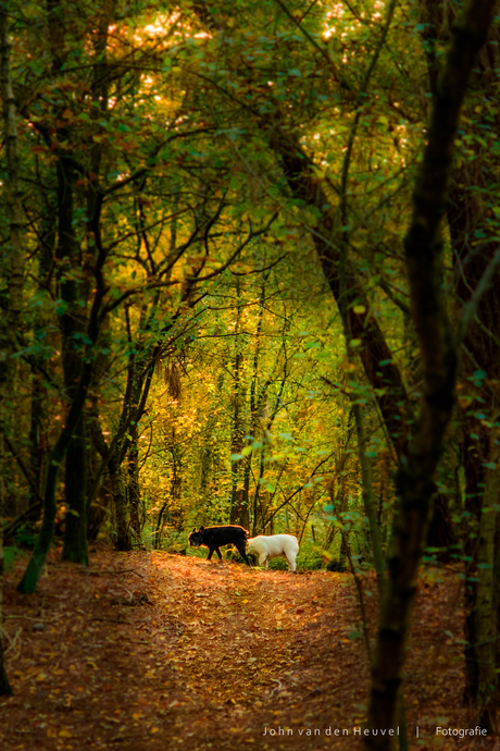 herfst met mijn hondjes