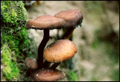 Paddestoelen