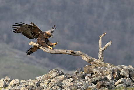Perfect Landing