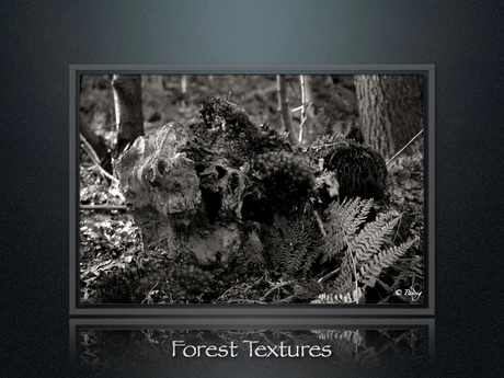 Forest Textures part7