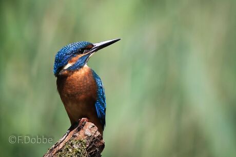 ijsvogel