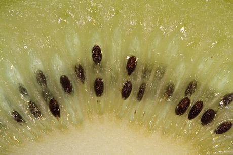 Kiwi kikkervisjes