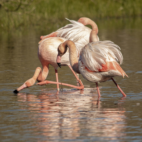 Liefdes prikkelingen.