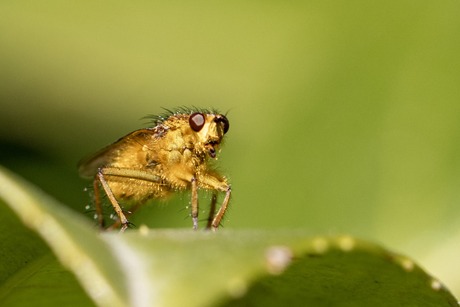 Nog een strontvlieg 