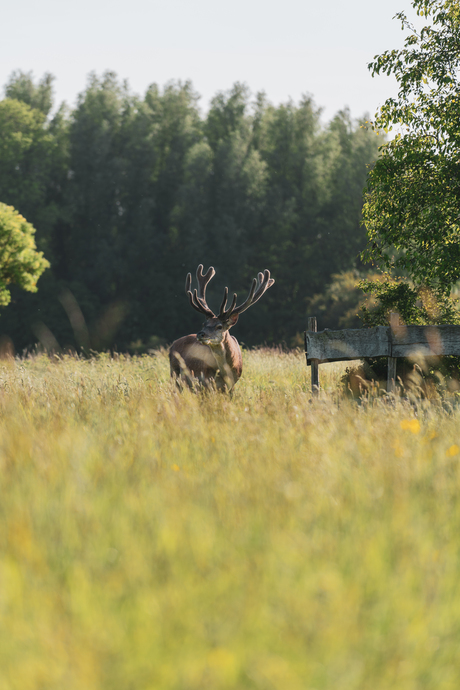 Cervus Elaphus