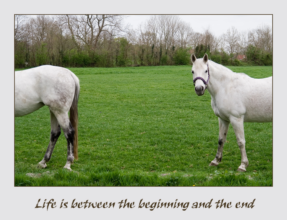 life is between the beginning and the end - Hiermee wil ik alle ZOOMers bedanken die me in de afgelopen periode zo hebben gesteund en bemoedigd.

O.a. Die steun en de ontlading in mijn vorige - foto door Wiertsema op 18-04-2007 - deze foto bevat: leven, paard, life, gevoel, end, wiertsema, beginning