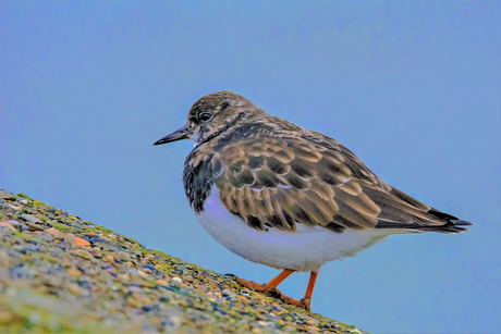 Steenloper