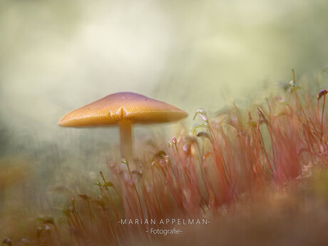 Paddenstoel in het bos