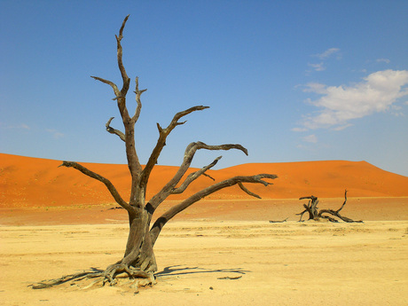 Dead valley Sossusvlei Namibië