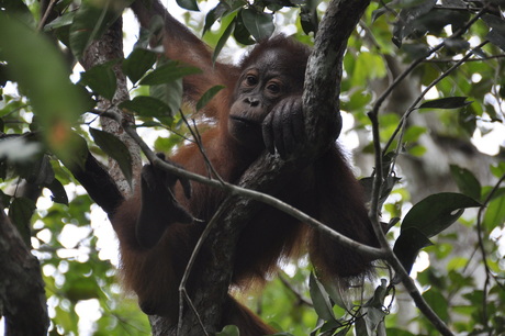 Orang Oetan op Kalimantan