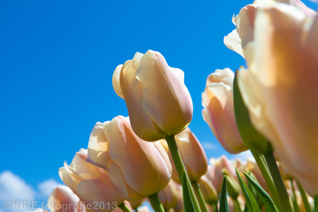 blowing in the wind......